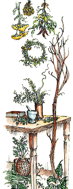 Herbs