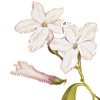 Jasmine