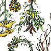 Herbs